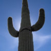 Lg. Giant Saguaro Cactus (carnegiea gigantea)