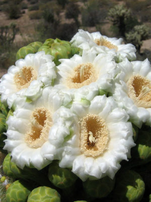 Alternative view of Lg. Giant Saguaro Cactus (carnegiea gigantea)