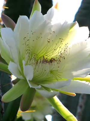Alternative view of Organpipe Apple Cactus (cereus peruvianus)