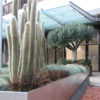 Giant Snow Pole Cactus (cleistocactus strausii)