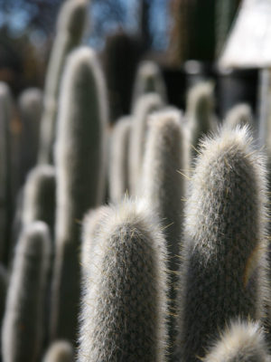 Alternative view of Giant Snow Pole Cactus (cleistocactus strausii)