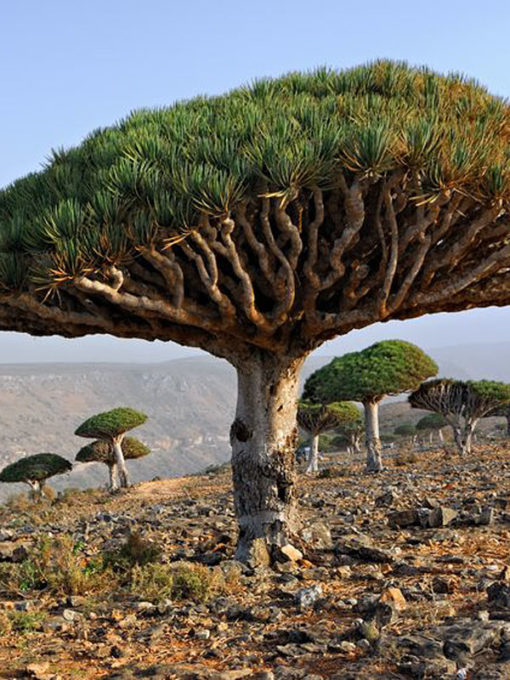 Canary Island Dragon Tree (dracaena draco) – Urban Xeriscape