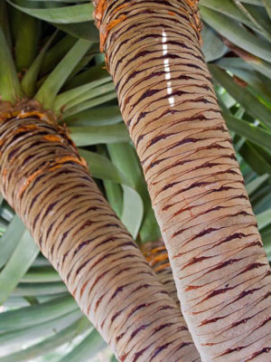 Alternative view of Canary Island Dragon Tree (dracaena draco)
