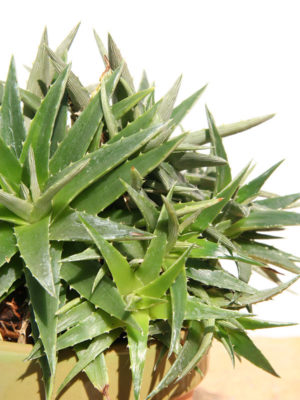 Alternative view of Lg. Green Gehmah Dyckia Plant (dyckia sp)