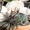 XL Red Devil Dyckia Plant (dyckia sp)