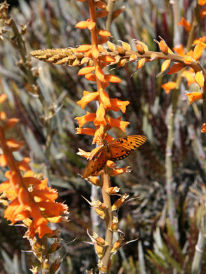 Alternative view of Lg. Red Devil Dyckia Plant (dyckia sp)