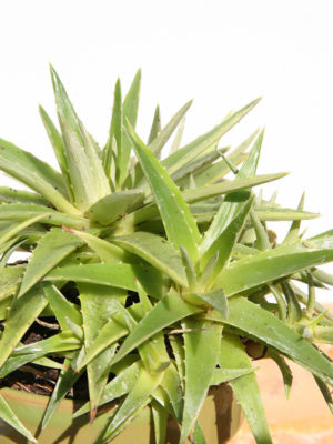 Alternative view of Lg. Yellow Glow Dyckia Plant (dyckia brevifolia)