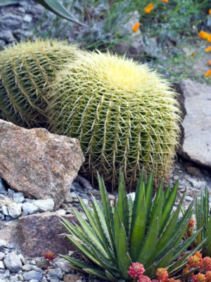 Alternative view of Lg. Golden Barrel Cactus (echinocactus grusonii)