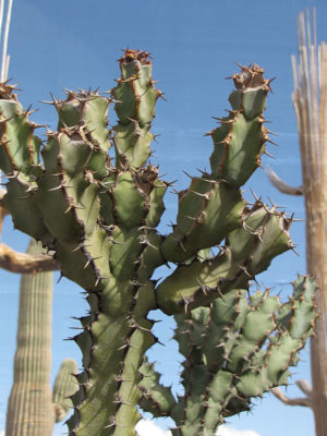 Alternative view of Euphorbia Grandicornis Area 51 Cactus (euphorbiaceae)