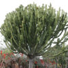 Lg. Euphorbia Ingens Cactus (euphorbiaceae)