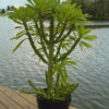 XL Euphoriba Neriifolia Cactus (euphorbiaceae)