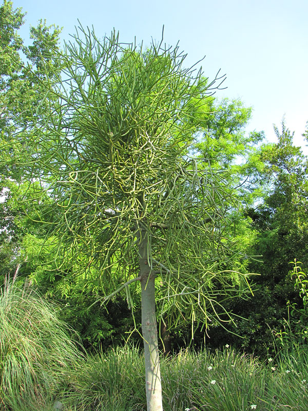 Euphorbia Tirucalli Piante Grasse Vere da Interni H 30-40 cm Ø 12 cm