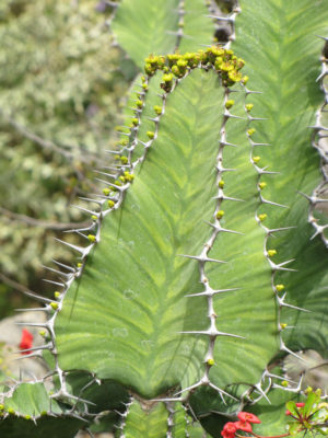 Alternative view of Euphorbia Pseudocactus Tiger Tree Cactus (euphorbiaceae)