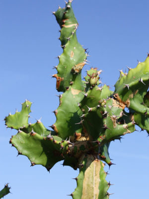 Alternative view of Lg. Euphorbia Tortilis Cactus (euphorbiaceae)