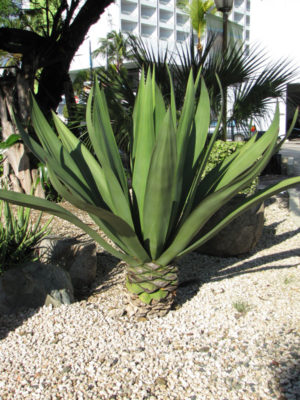 Lg. Jade Paper Leaf Agave (furcraea foetida)