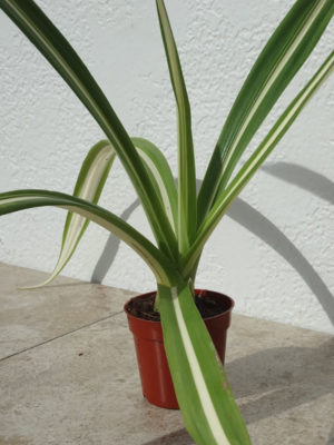 Alternative view of Lg. Variegated Paper Leaf Agave Plant (furcraea mediopicta)