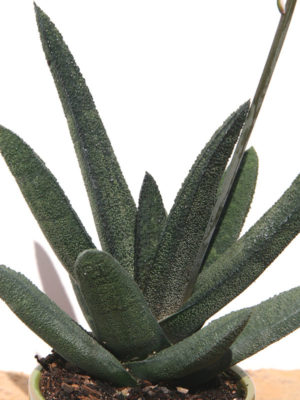 Alternative view of Lg. Gasteria Batesiana Plant (aloe-like)