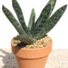 Lg. Gasteria Liliputana Large Form Plant (aloe-like)