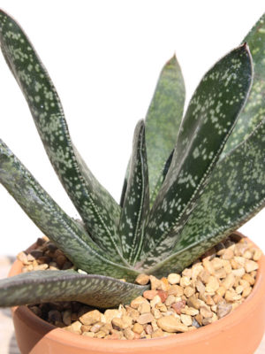 Alternative view of Lg. Gasteria Liliputana Large Form Plant (aloe-like)