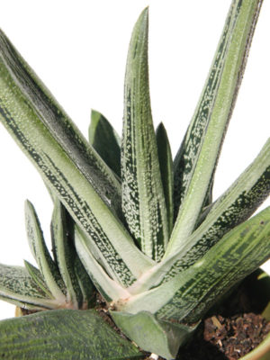 Alternative view of Lg. Gasteria Limewarty Plant (aloe-like)