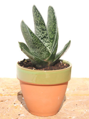 Alternative view of Lg. Gasteria Nigricans Plant (aloe-like)