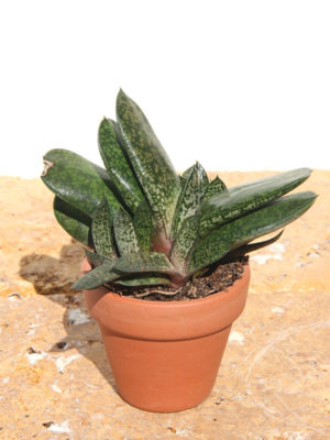 Alternative view of Gasteria Vlockii Plant (aloe-like)