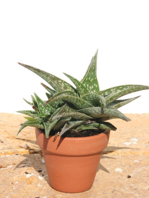 Haworthia Cha Cha Aloe Plant (aloe-like)