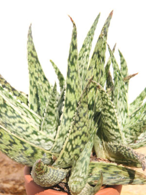 Alternative view of Haworthia Diego White Lightning Aloe Plant (aloe-like)