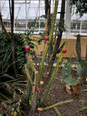 Alternative view of Giant Red Dragon Apple Cactus (harrisia bonplandii)