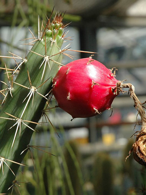 Lg. Aruba Blood Fruit Cactus (lemaireocereus griseus) Urban Xeriscape