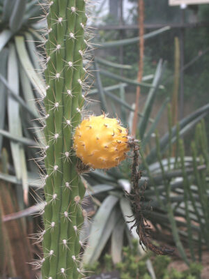 Wild Yellow Dragon Apple Cactus (harrisia eriophora)