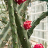 Fragrant Red Dragon Apple Cactus (harrisia fragrans)