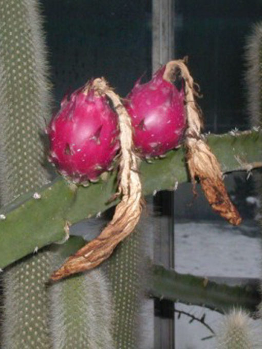 Lg. Aruba Blood Fruit Cactus (lemaireocereus griseus) Urban Xeriscape