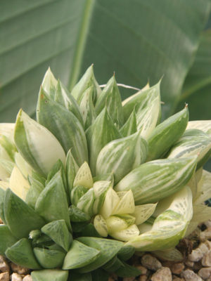 Alternative view of Haworthia Cymbiformis Variegated Transparent Plant (aloe-like)