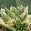 Haworthia Cymbiformis Variegated Transparent Plant (aloe-like)