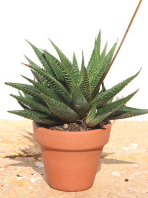 Haworthia Limifolia Fasciata Plant (aloe-like)