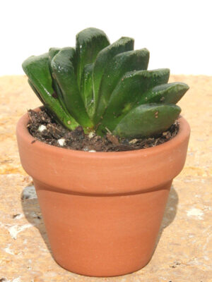 Haworthia Maughanii Plant (aloe-like)