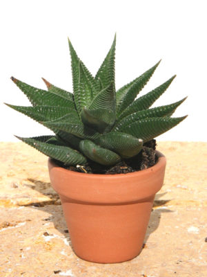 Haworthia Resendeana Plant (aloe-like)