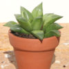 Haworthia Retusa Plant (aloe-like)