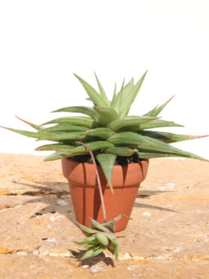 Alternative view of Haworthia Umbobmensis Plant (aloe-like)