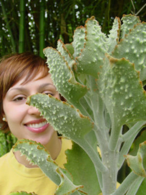 Alternative view of Lg. Fuzzy Fang Plant (kalanchoe beharensis)