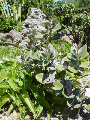 Alternative view of Lg. Fuzzy Cardboard Plant (kalanchoe orgyallis)