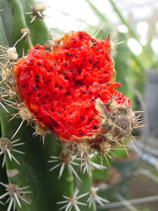 Lg. Aruba Blood Fruit Cactus (lemaireocereus griseus) Urban Xeriscape