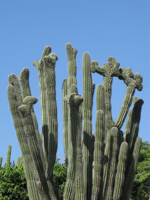 Lg. Aruba Blood Fruit Cactus (lemaireocereus griseus) Urban Xeriscape