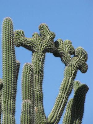 Alternative view of Lg. Aruba Blood Fruit Cactus (lemaireocereus griseus)