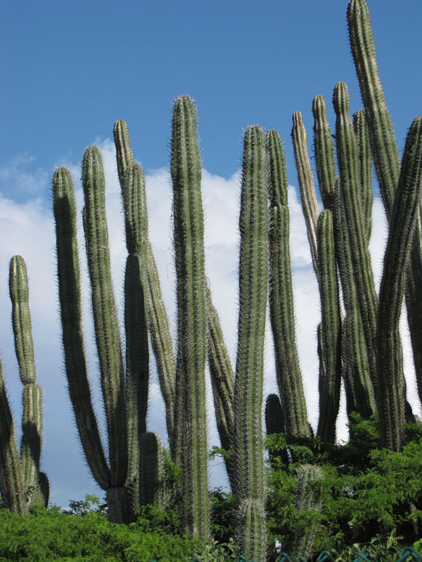 cactus aruba griseus blood fruit lg gri lem