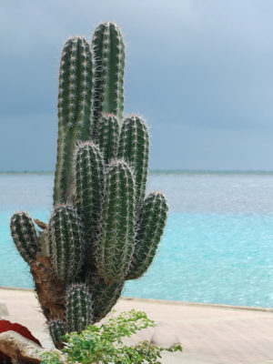 Alternative view of Lg. Arizona Organ Pipe Cactus (lemaireocereus thurberi)