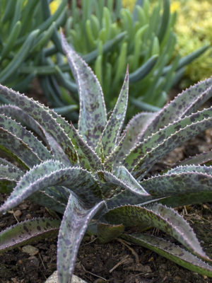 Alternative view of Lg. Mangave Freckles and Speckles ppaf (agave x manfreda)