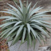 Lg. Mangave Man of Steel pp29196 (agave x manfreda)