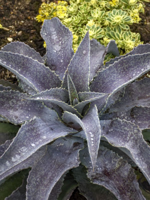 Alternative view of Lg. Mangave Mayan Queen ppaf (agave x manfreda)